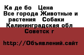 Ка де бо › Цена ­ 25 000 - Все города Животные и растения » Собаки   . Калининградская обл.,Советск г.